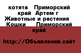 котята - Приморский край, Артем г. Животные и растения » Кошки   . Приморский край